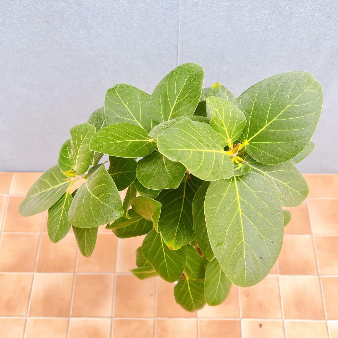 現品　フィカス　ゴムの木　ベンガレンシス　34番　曲り　インテリア　観葉植物