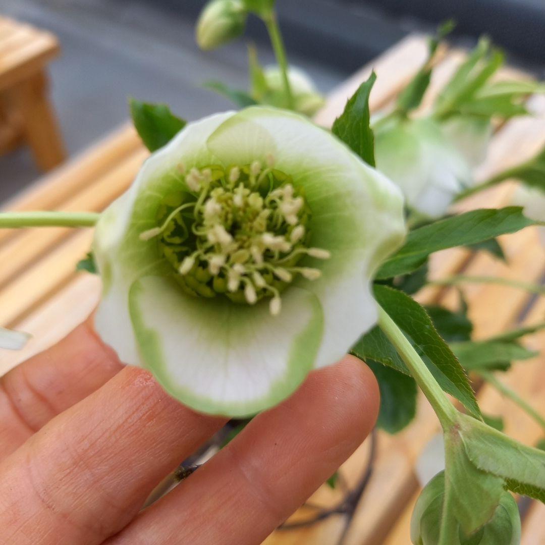 お買い得！グリーンリップ、クリスマスローズ、苗、開花株