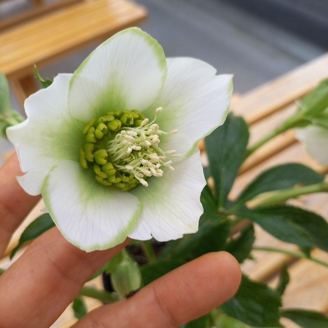 お買い得！グリーンリップ、クリスマスローズ、苗、開花株