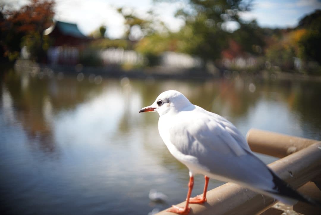 【動作確認済】OLYMPUS F.zuiko Auto-s 38mm f1.8