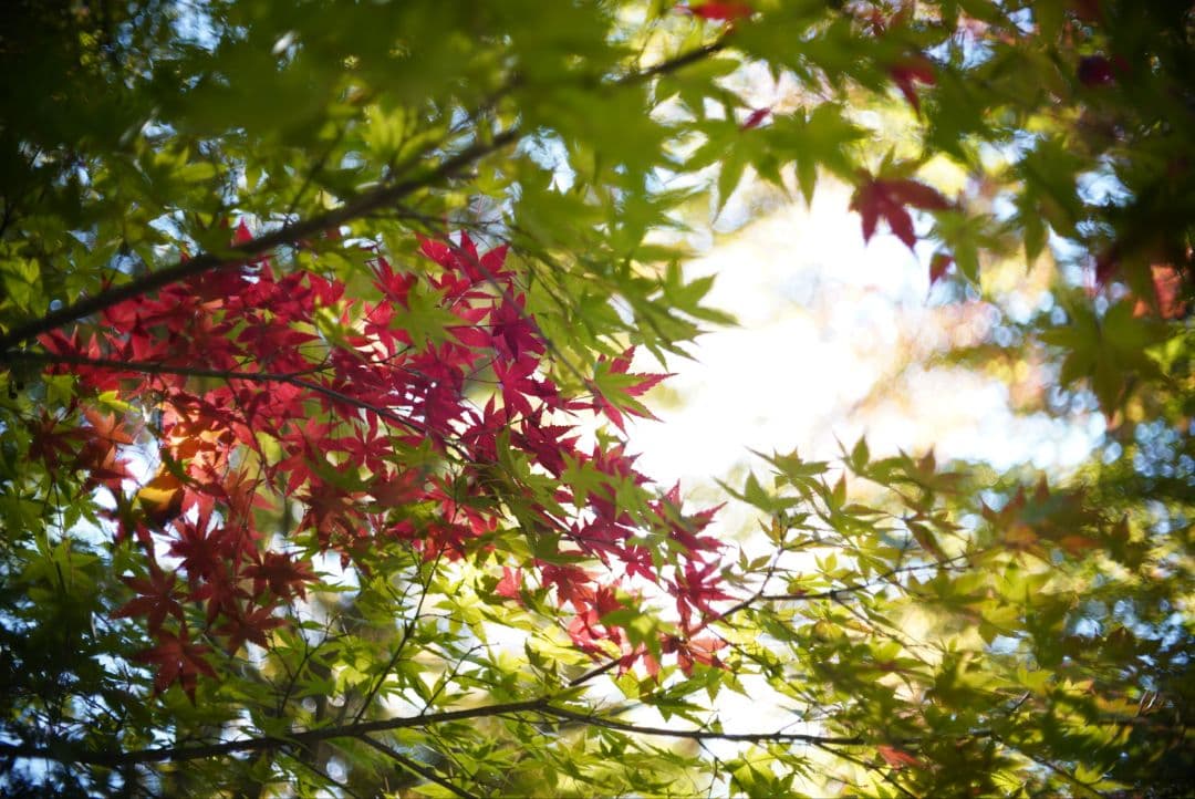 【動作確認済】OLYMPUS F.zuiko Auto-s 38mm f1.8