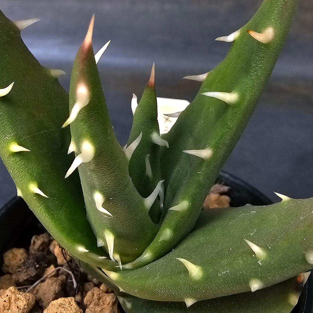 ロウルサンコさんラベル付き☆多肉植物 アロエ メラナカンサ(国内実生苗)
