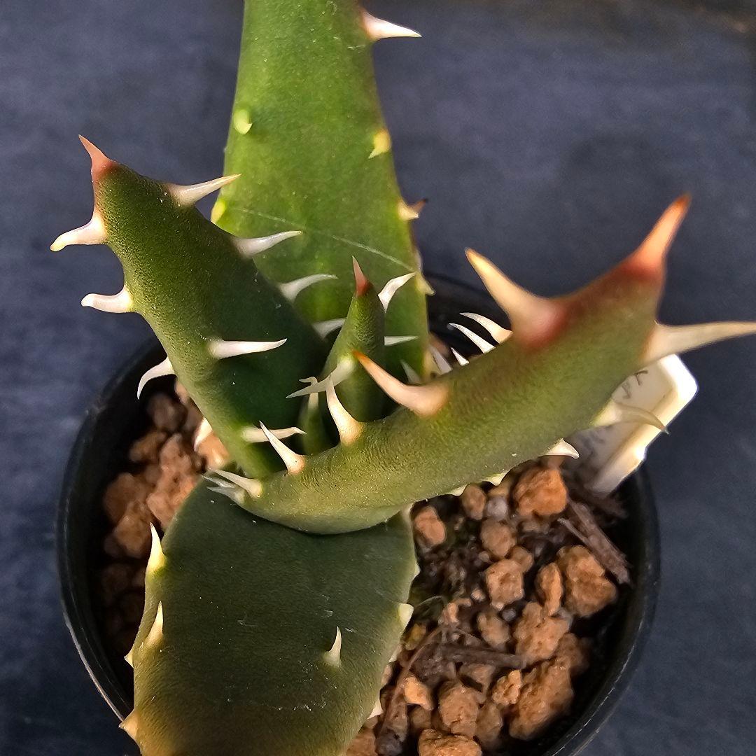 ロウルサンコさんラベル付き☆多肉植物 アロエ メラナカンサ(国内実生苗)