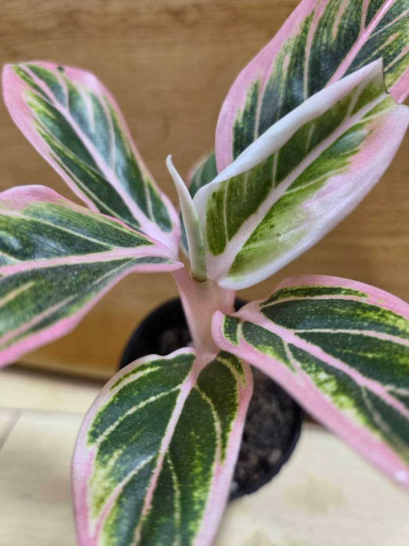 アグラオネマ　ロータス　デライト　小さめ　葉ダメージあり　観葉植物。