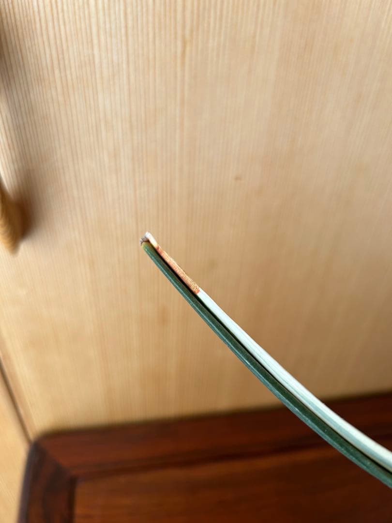 ⭕️超希少　万年青　天朝鶴　大葉　鉢ごとお願いします