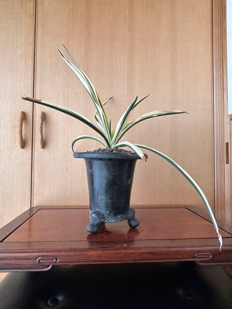 ⭕️超希少　万年青　天朝鶴　大葉　鉢ごとお願いします