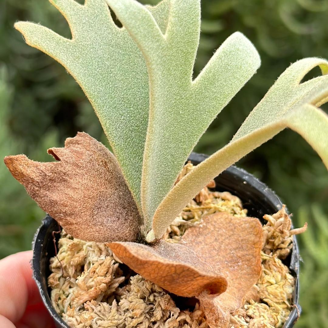 P. willinckii ’Jenny’ TC 207