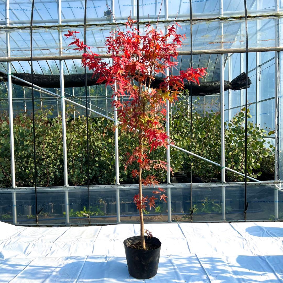 【数量限定‼️高さ160㎝前後】イロハモミジ　モミジ　紅葉
