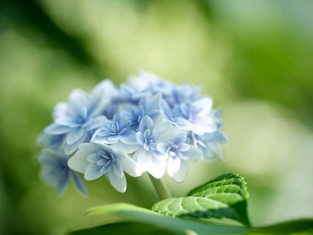レンズ(単焦点) CONTAX Makro-Planar 100mm f2.8 AEJ