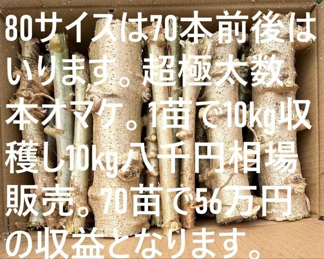 ガルス★官能的な甘味◆キャッサバ・ゴールドSS◆挿し木枝=60サイズ箱半分
