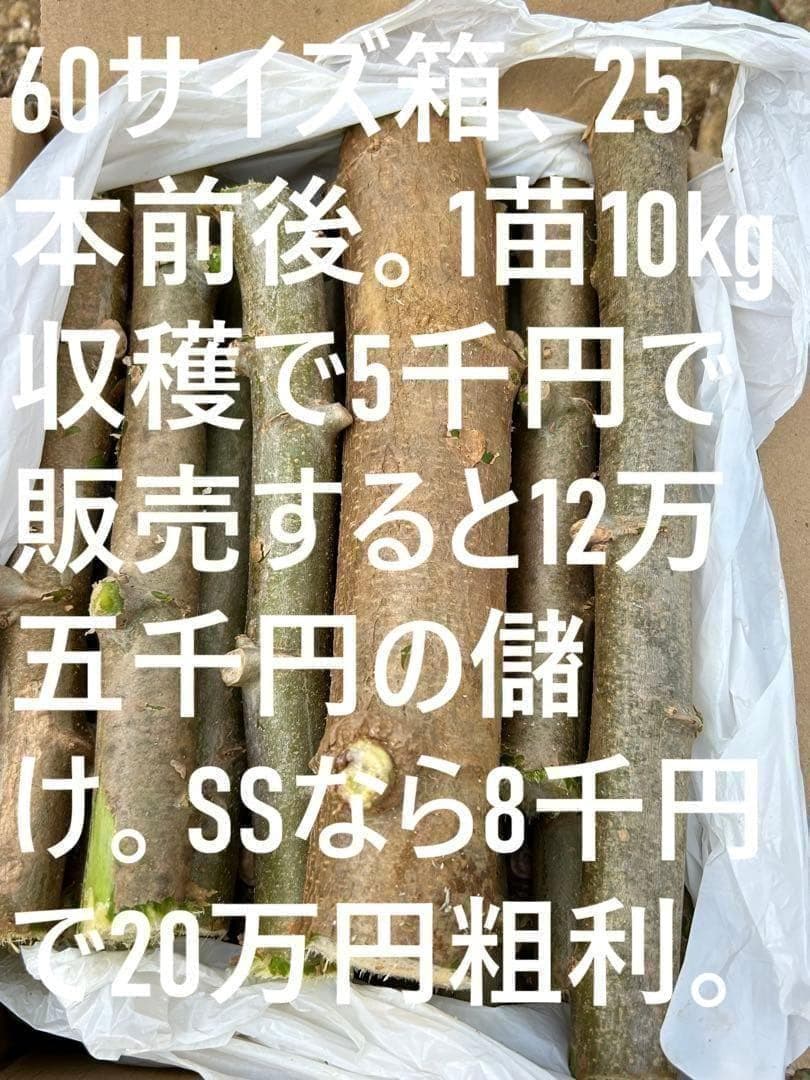 ガルス★官能的な甘味◆キャッサバ・ゴールドSS◆挿し木枝=60サイズ箱半分