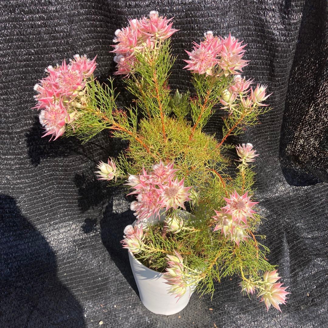 ①*ஐカサカサした質感！ホワイトピンクの花*:ஐセルリア・苗木【プリティピンク】