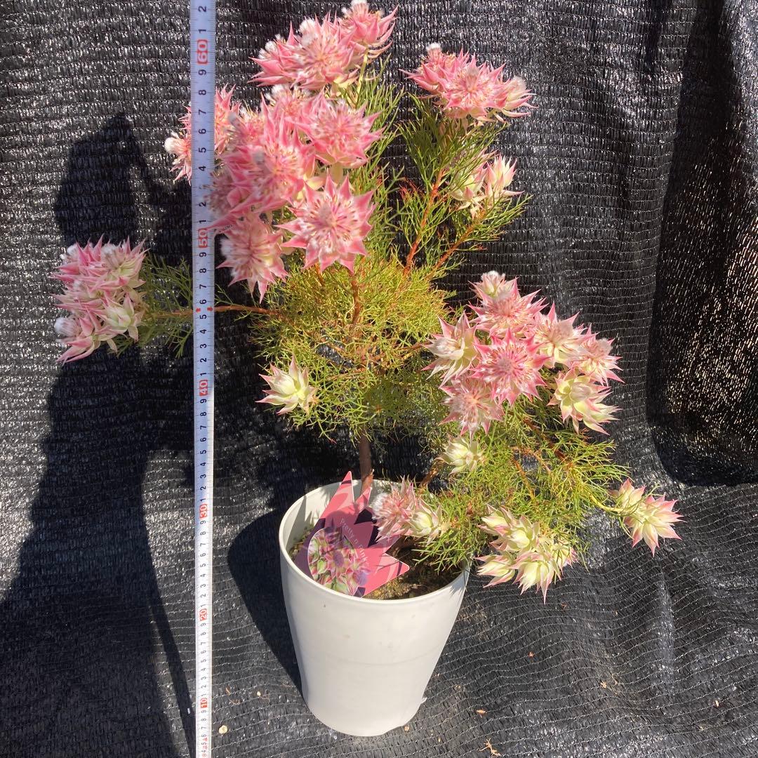 ①*ஐカサカサした質感！ホワイトピンクの花*:ஐセルリア・苗木【プリティピンク】