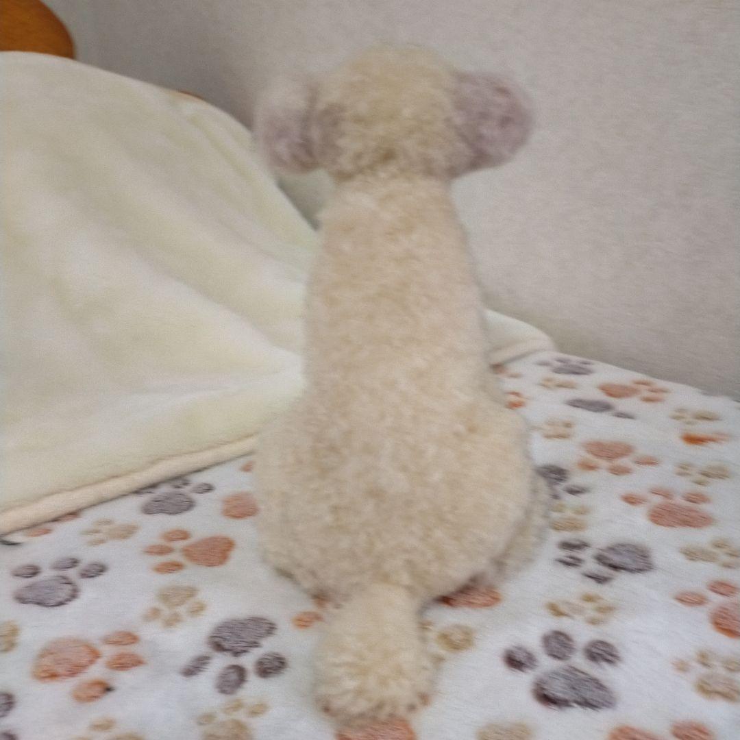 送料込み♡トイプードルアプリコットちゃん♡おすわりポーズ。