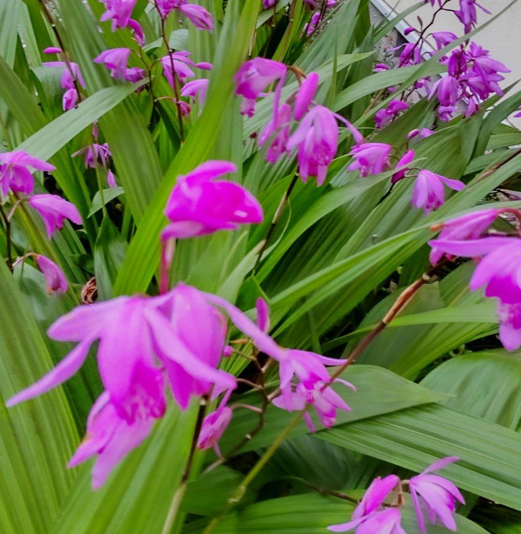 シラン　紫蘭　紫花　球根　梱包含み５０g程