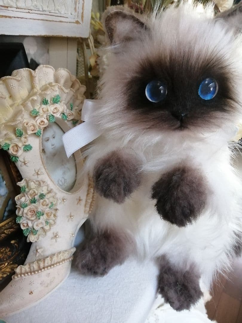 ヒマラヤン♥ポチャちゃんッ♥生後６ヶ月♥里親様募集(=^・・^=)