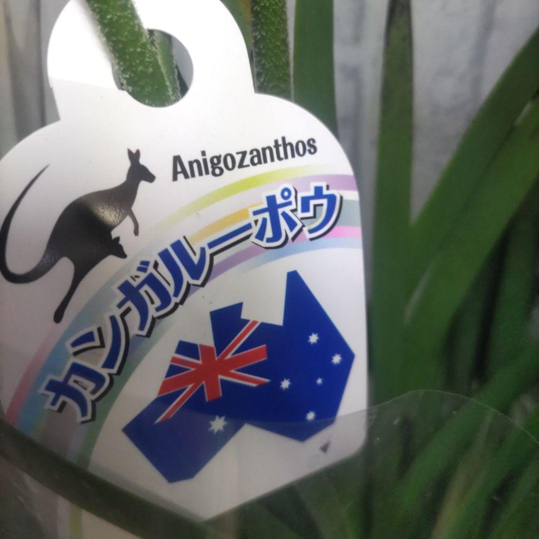 ⭐️カンガルーポウ⭐️4品種⭐️5号鉢４鉢セット
