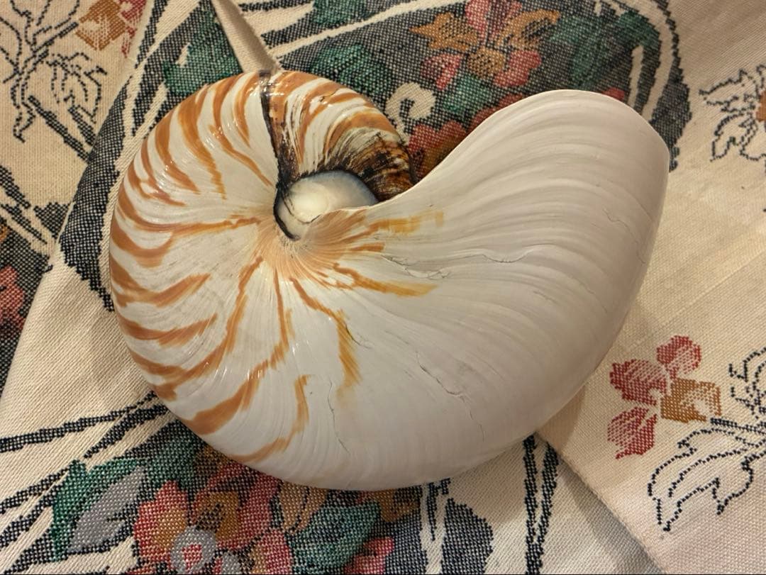 オウムガイ 約20cm 399g