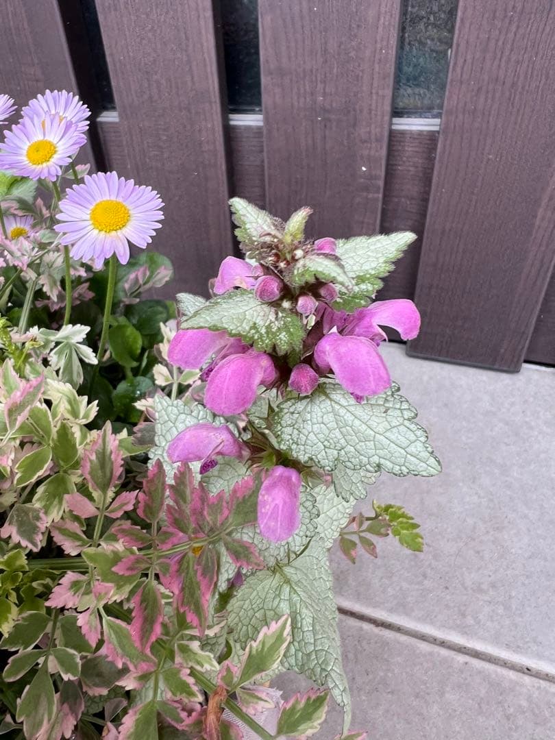 寄せ植え　花■大人可愛いバスケット