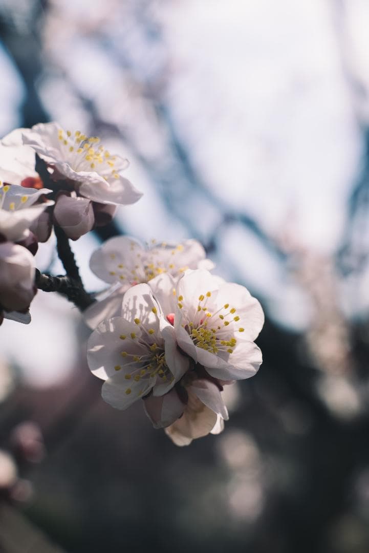 シャープで鮮やか！コニカ Hexanon AR 52mm F1.8ブラック