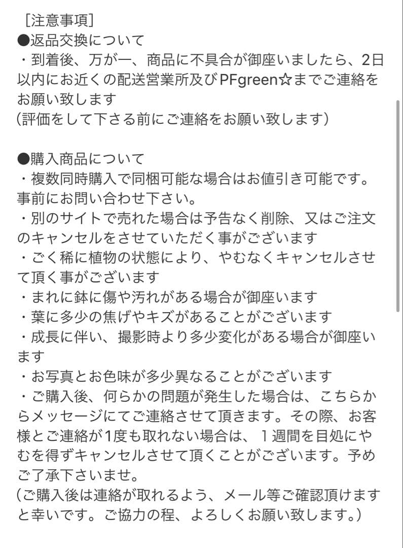 ［現品］21番　フィカス　アルテシマ　曲がり　観葉植物　室内　ゴムの木　おしゃれ