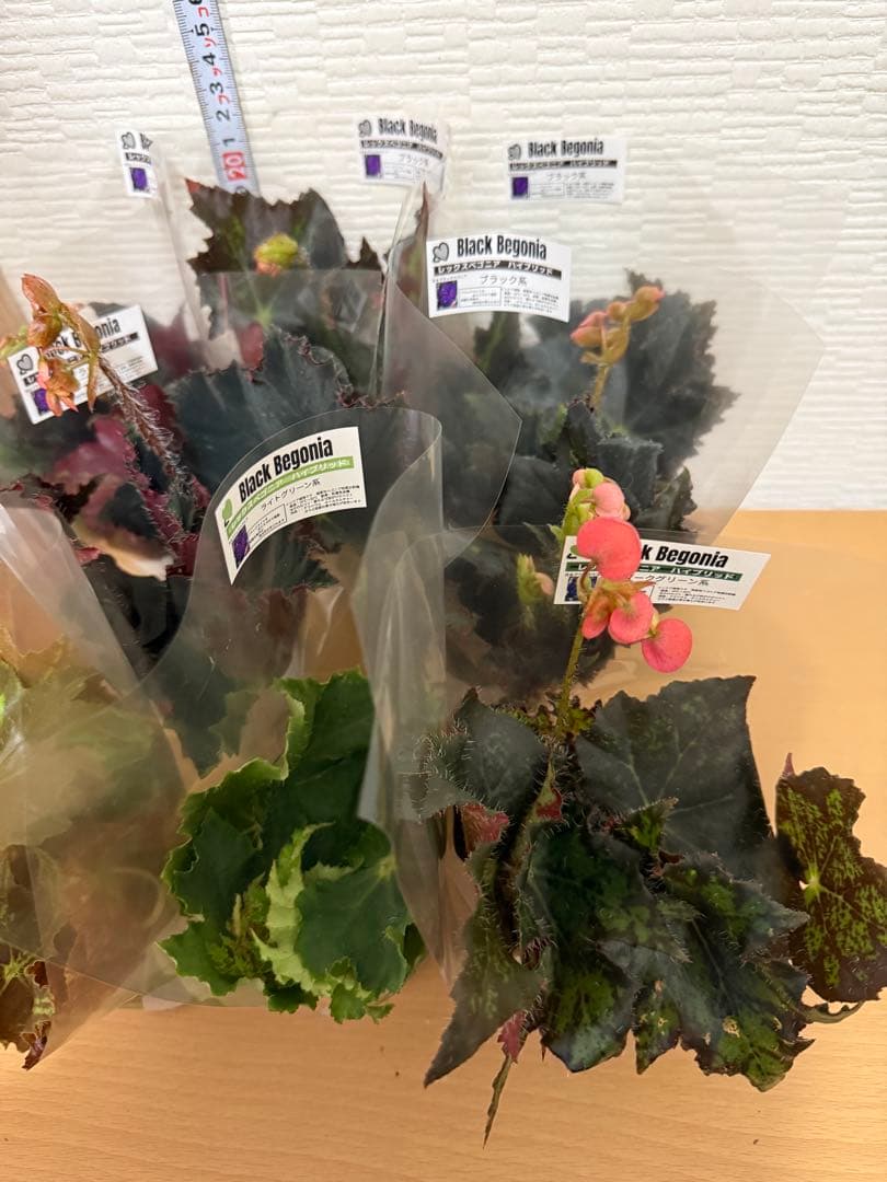 希少　花苗　光る　レックスベゴニア　ハイブリッド　8苗セット