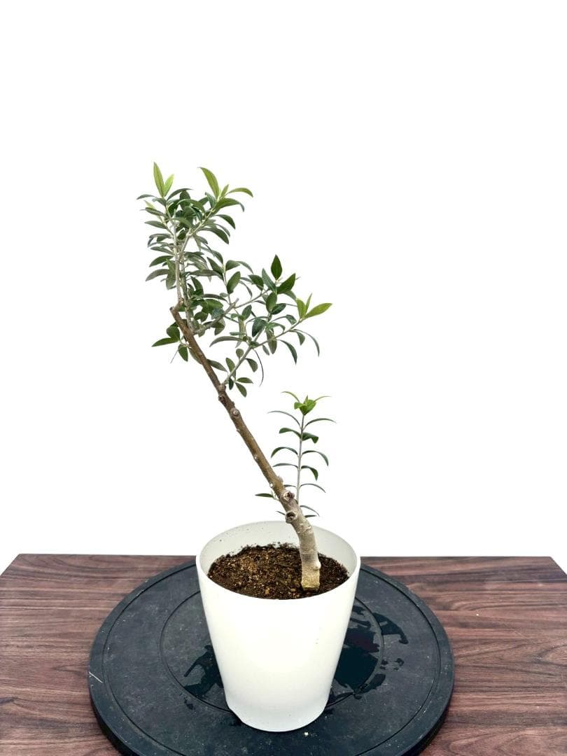 オリーブの木　セントキャサリン　5号　約50cm　NO.928　希少　現品掲載