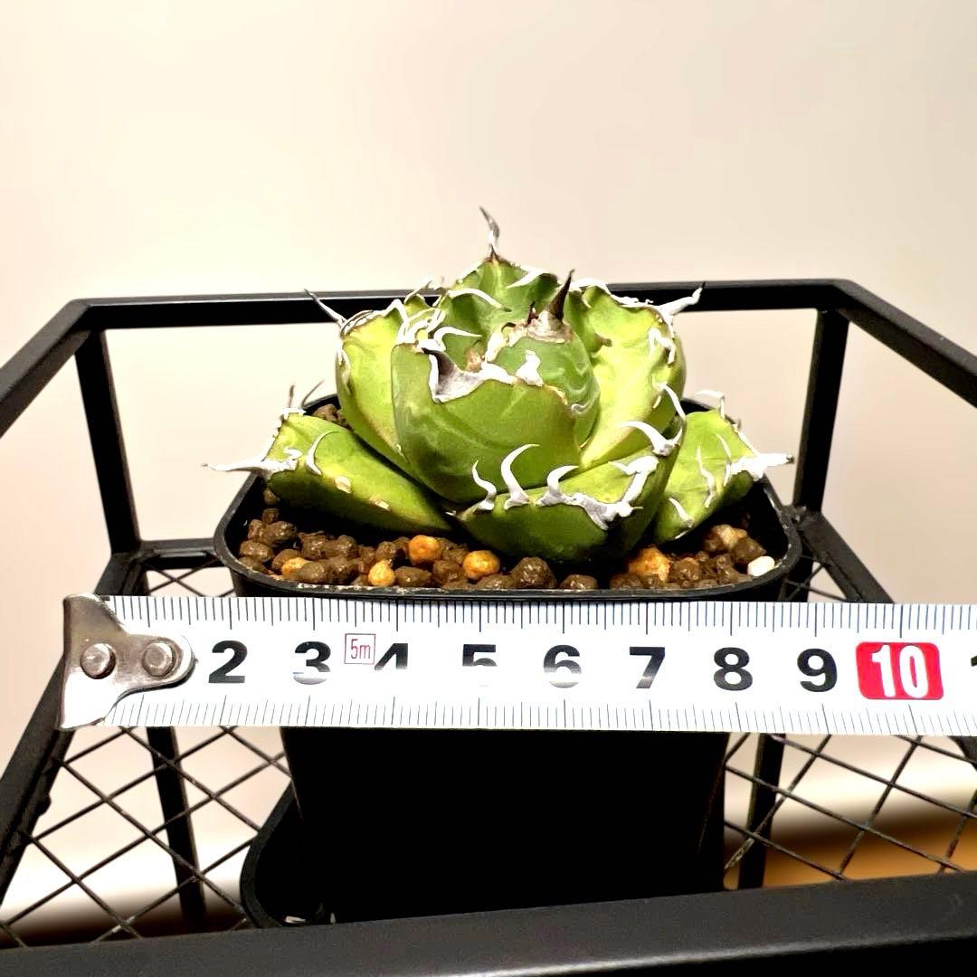 33さま　セット販売