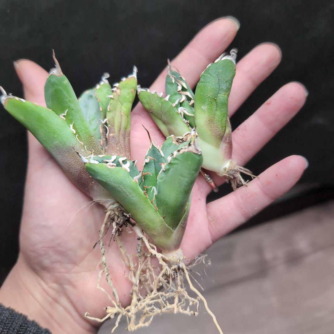 確認用　魔丸