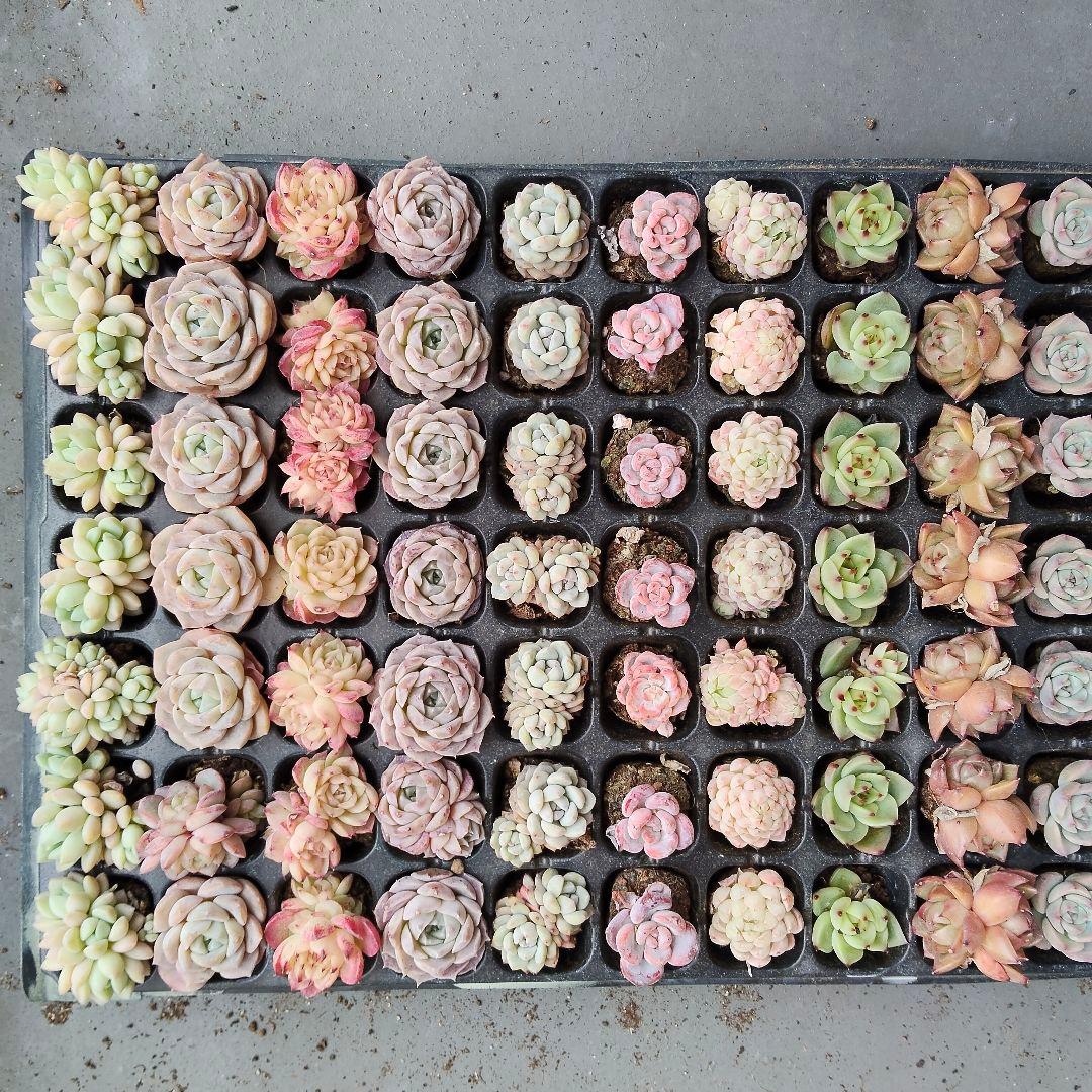 セル苗105個セット✨多肉植物　エケベリア　詰め合わせ　寄せ植えに!!