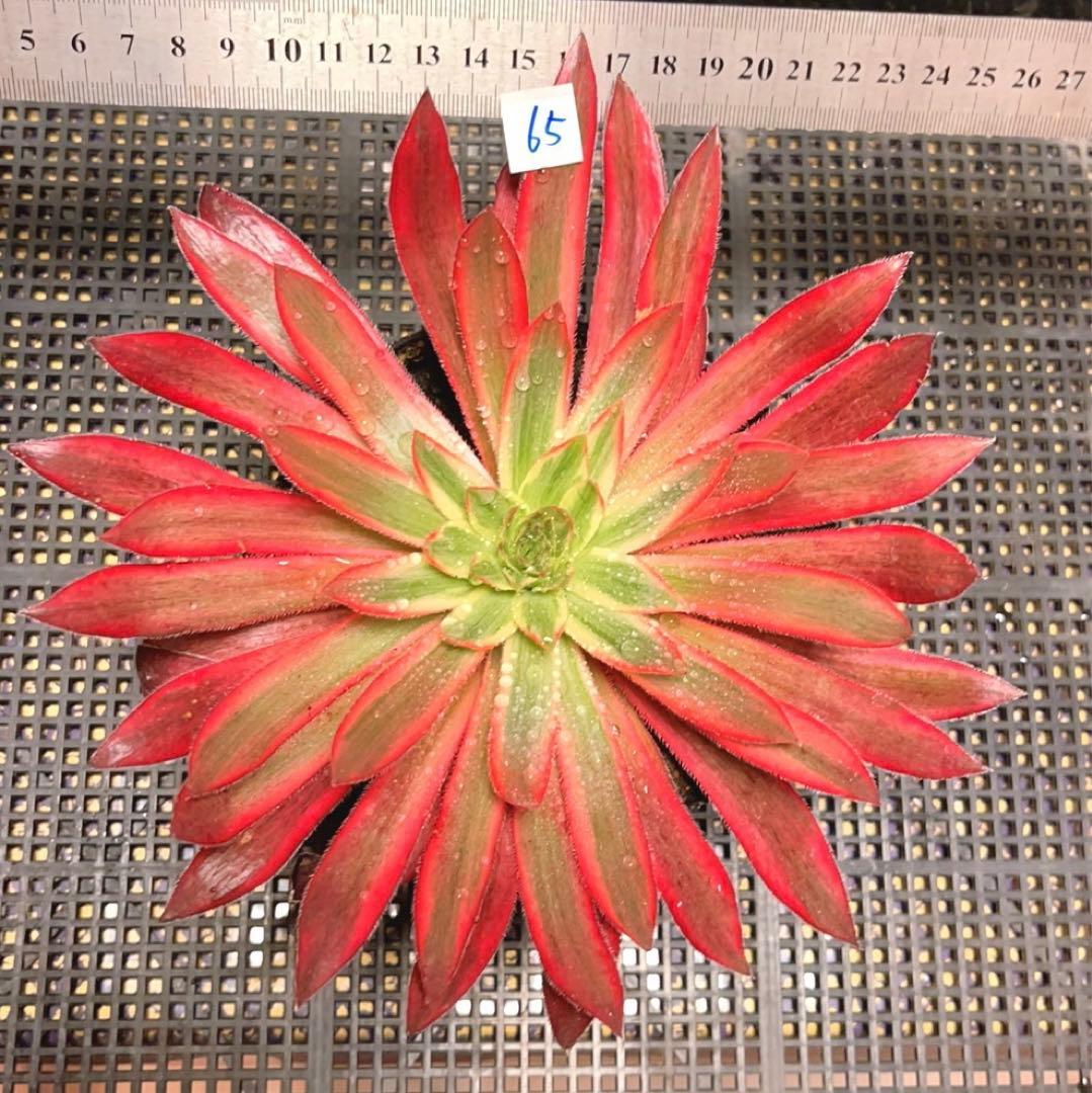 65#多肉植物アエオニウム錦❤️コーニッシュトリビュート錦❤️1頭19cm拔き苗