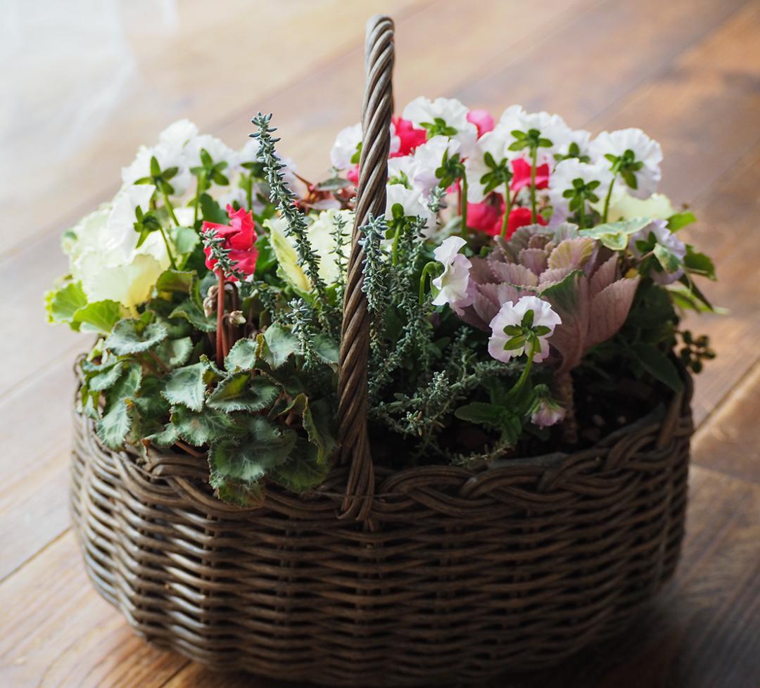 【お値引品】フリンジシクラメンとパンビオの花籠