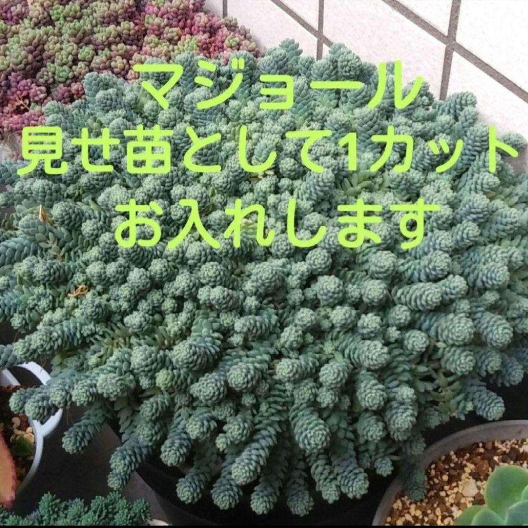 133. 多肉植物 水蜜桃 980円【抜き苗】