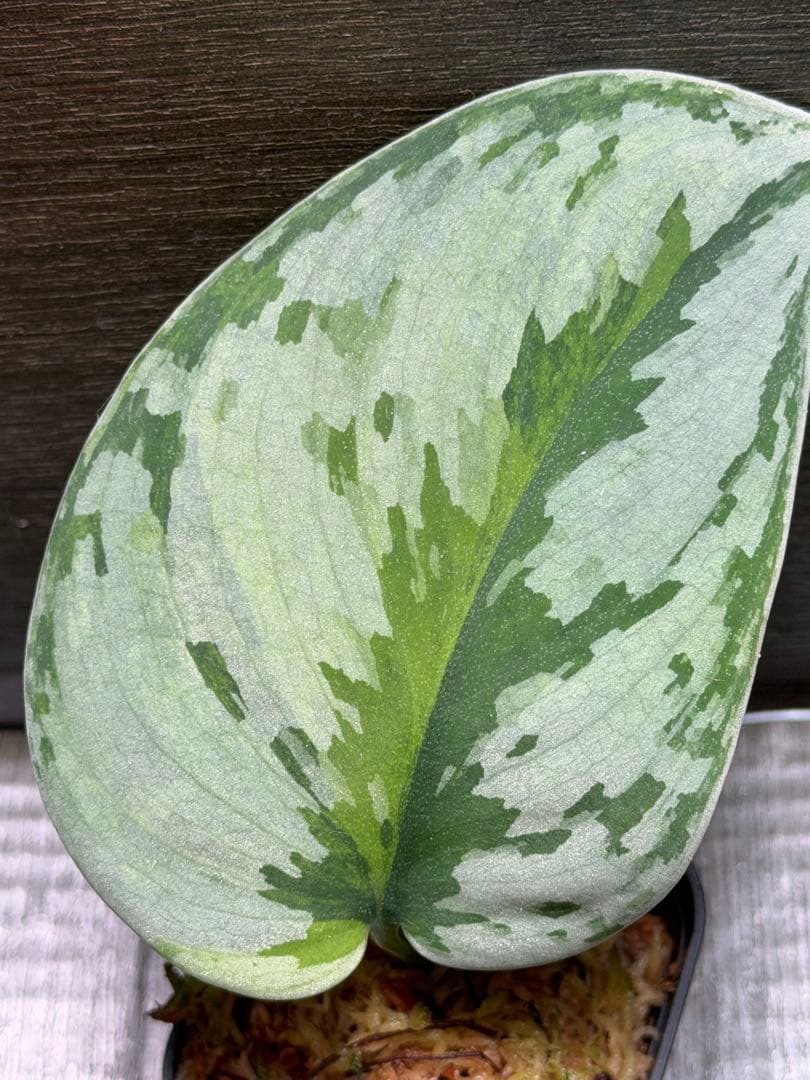スキンダプサス　ユパ