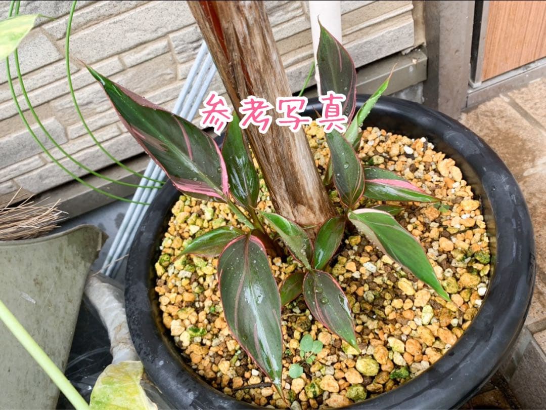ムサノノ　バナナ　ピンク斑　鉢ごと
