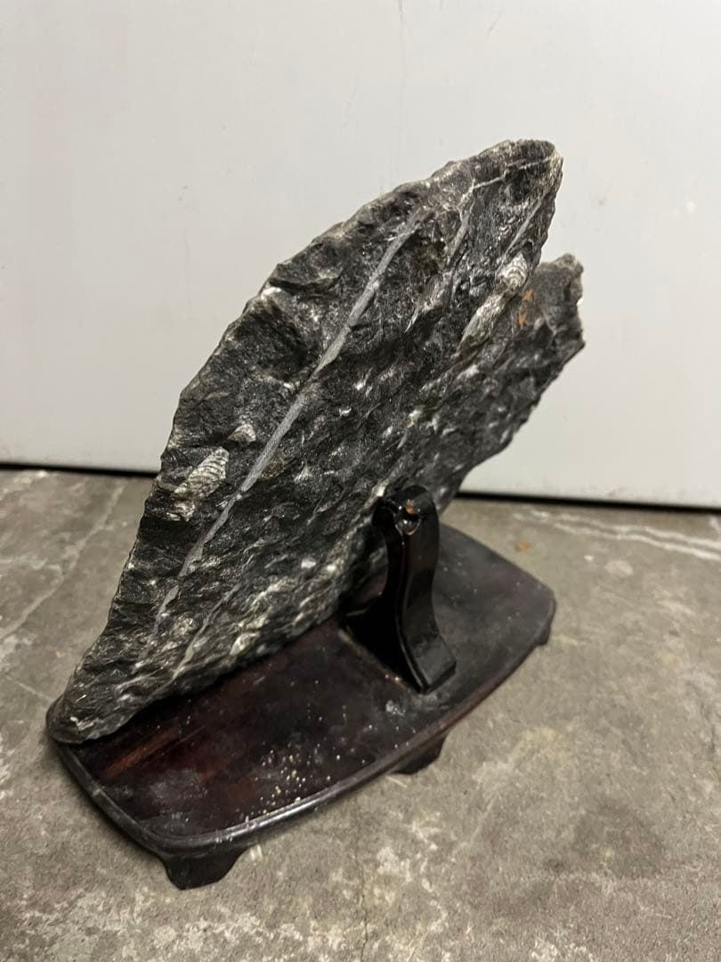 魚化石