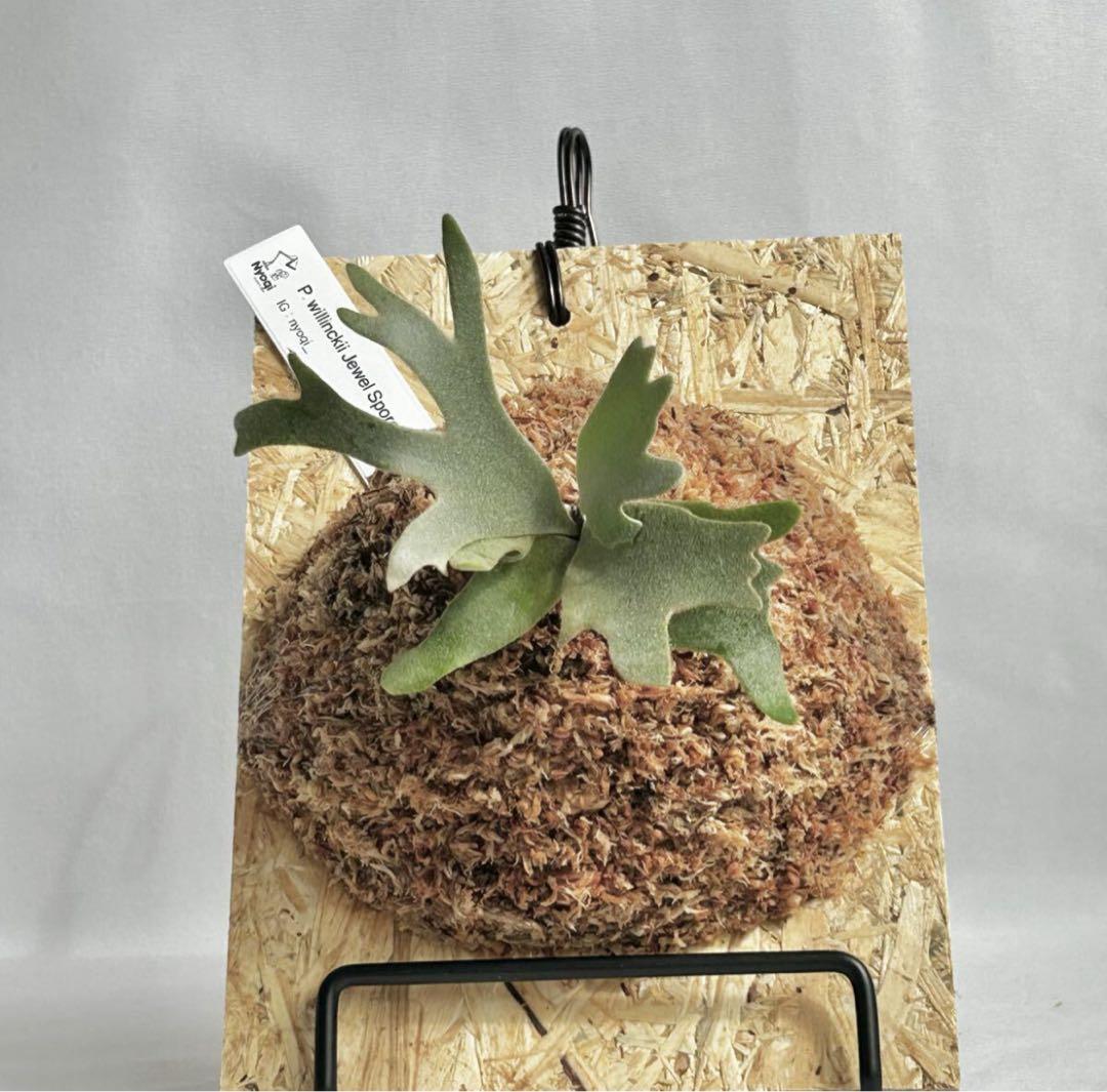 【SALE】P. willinckii Jewel Sporeling【39】