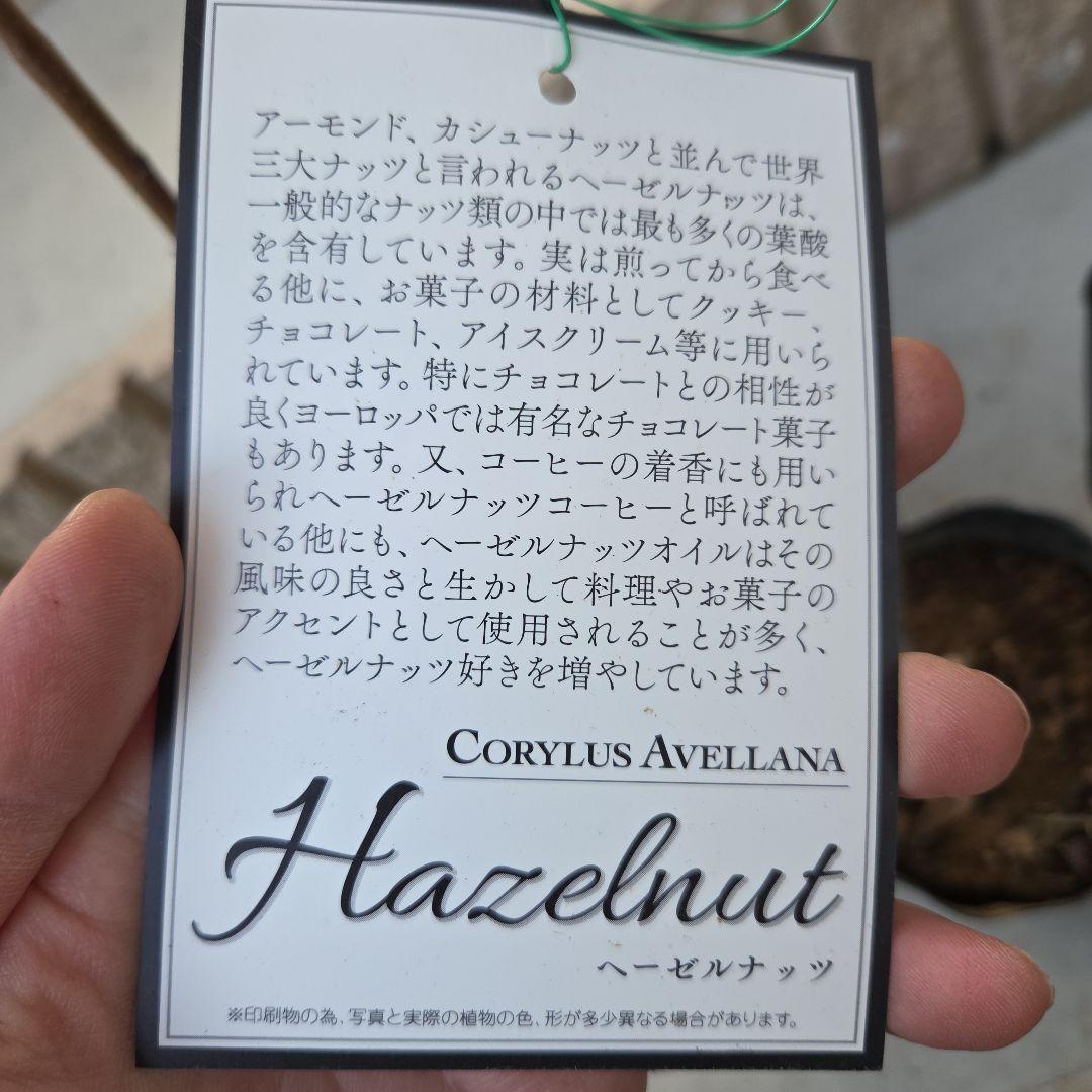 ヘーゼルナッツとアーモンド2種類苗木セットの各1本合計3本❗こちらで選び発送