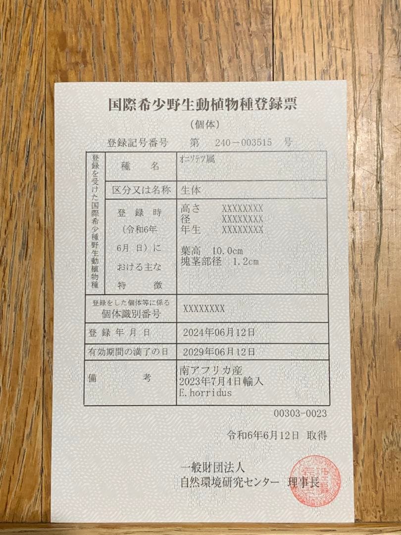 【南ア産・発根済】エンセファラルトス・ホリダス｜青白葉＆新葉あり
