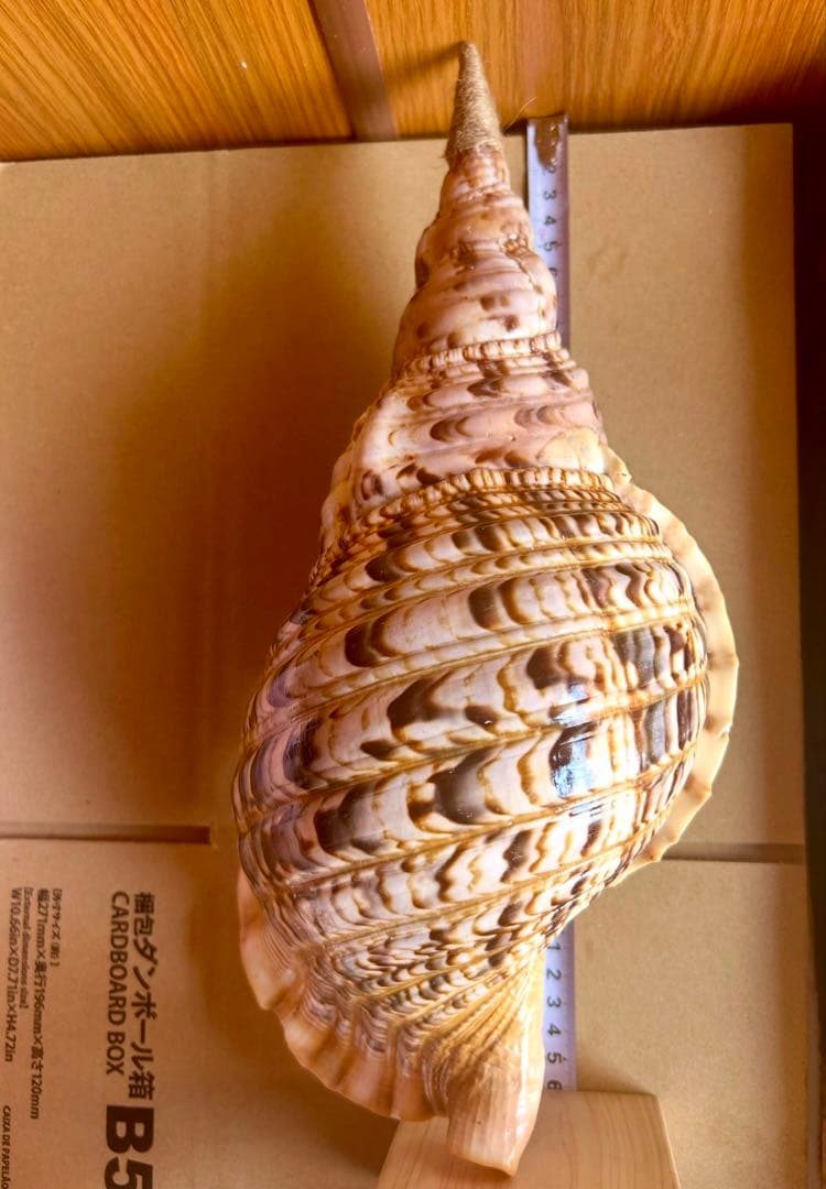 法螺貝　36.2cm