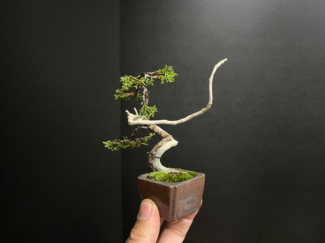 真柏真柏　文人　ミニ真柏創作盆栽　糸魚川真柏　ミニ盆栽　樹高10.5cm
