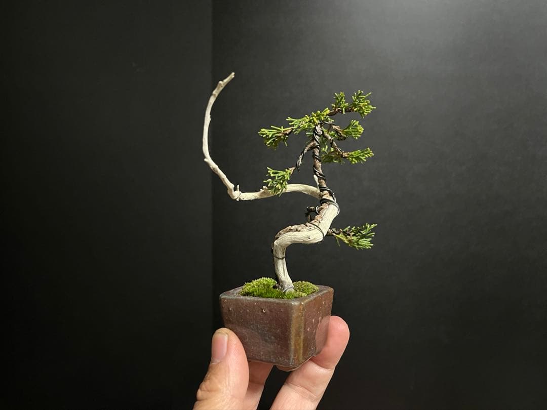 真柏真柏　文人　ミニ真柏創作盆栽　糸魚川真柏　ミニ盆栽　樹高10.5cm