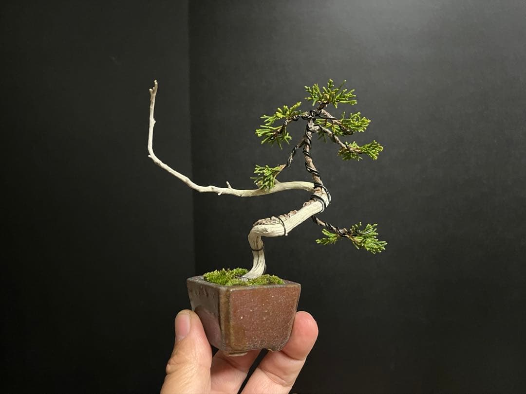 真柏真柏　文人　ミニ真柏創作盆栽　糸魚川真柏　ミニ盆栽　樹高10.5cm