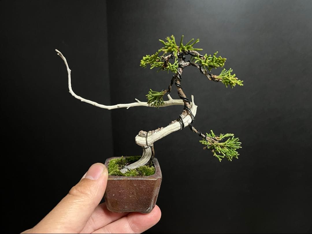 真柏真柏　文人　ミニ真柏創作盆栽　糸魚川真柏　ミニ盆栽　樹高10.5cm