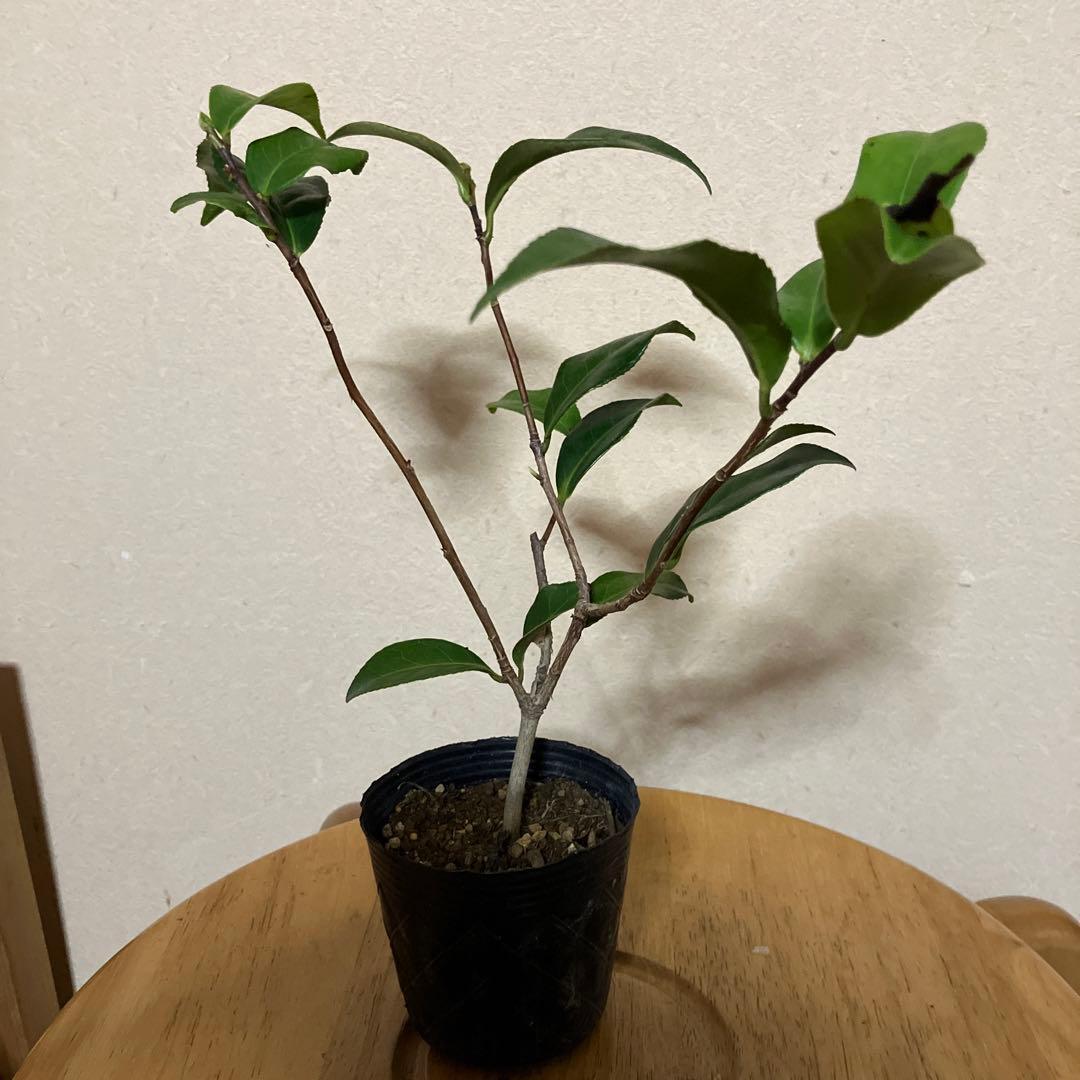 ポール様確認用