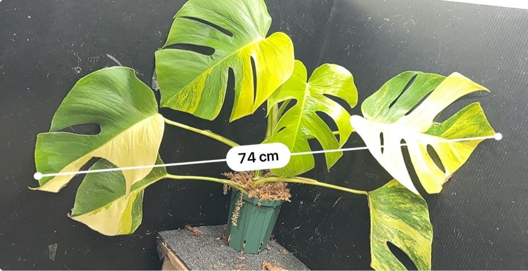 け*ん様 斑入りモンステラボルシギアナオーレア黄斑4号鉢植え幅74cm発根済み安