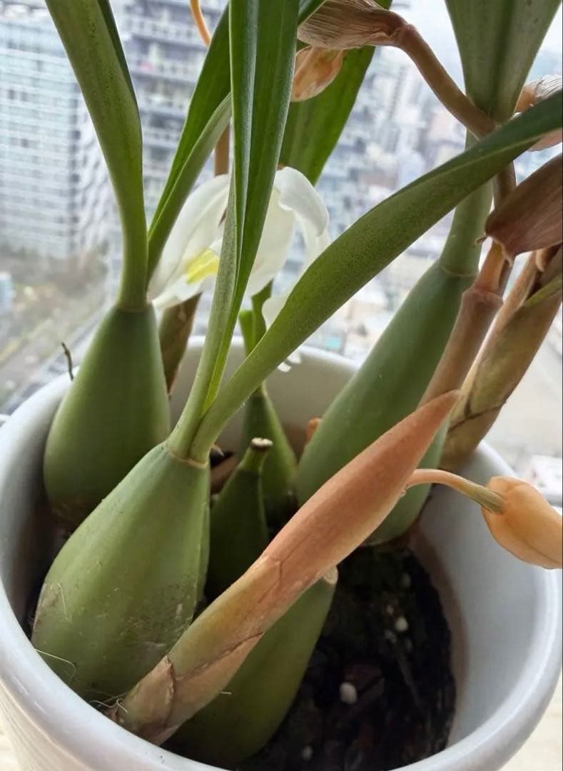 蕾付き❣️白い多花性香りラン　上品な陶器鉢付き