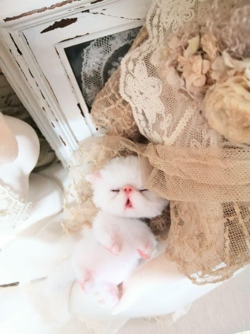 ちっちゃなおねむちゃん♡エキゾチックベビー♡子猫♡アートドール♡ぬいぐるみ♡