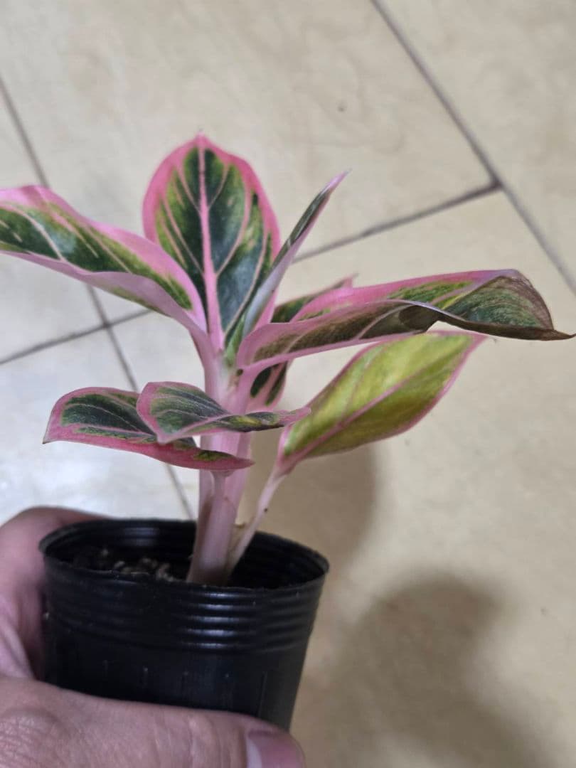 アグラオネマ　ロータス　デライト　観葉植物