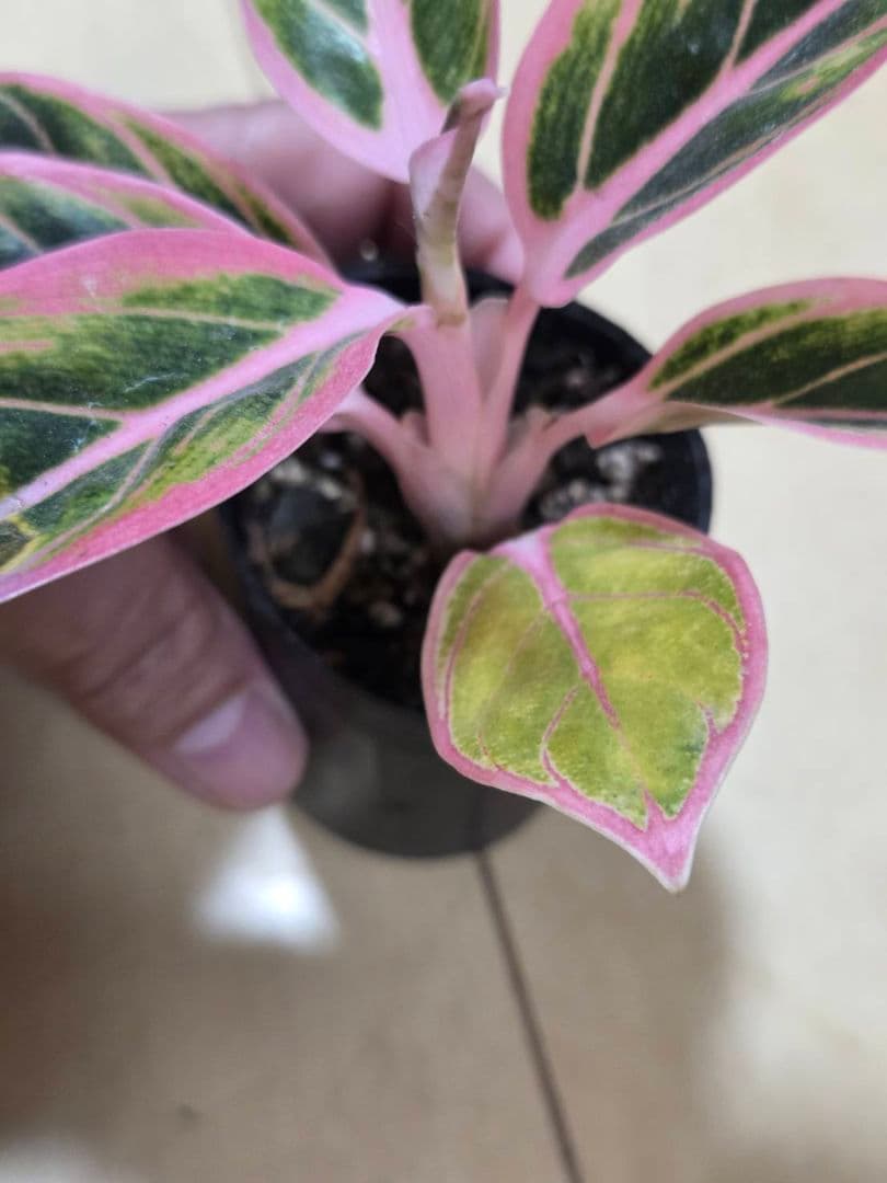 アグラオネマ　ロータス　デライト　観葉植物